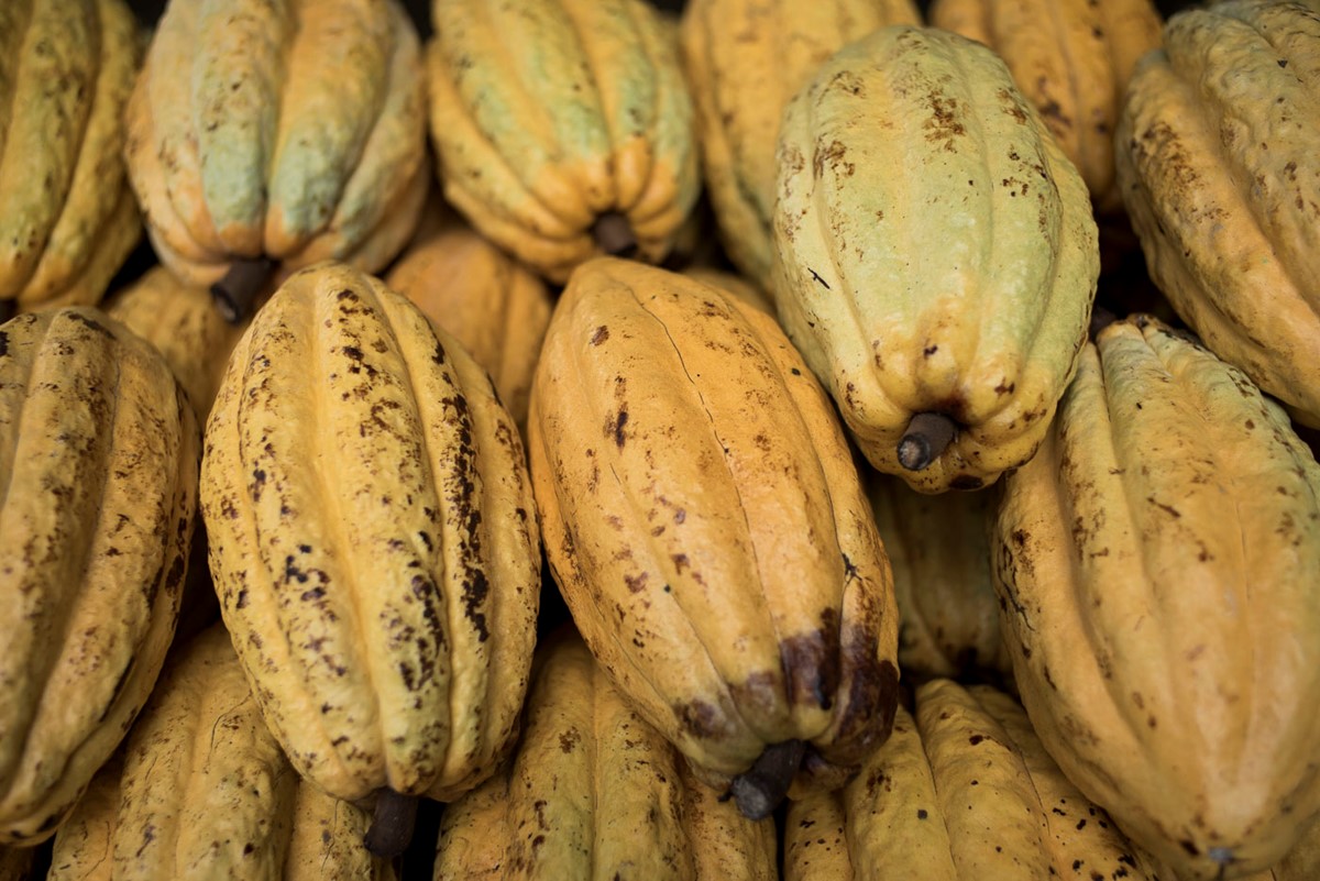 Die Früchte der Hacienda Limón in Ecuador gedeihen auf nährstoffreichem Boden vulkanischen Ursprungs. Die Kakaobohnen schmecken auf der Zunge nussig und erinnern im lang anhaltenden Abgang an dunkle Beeren.