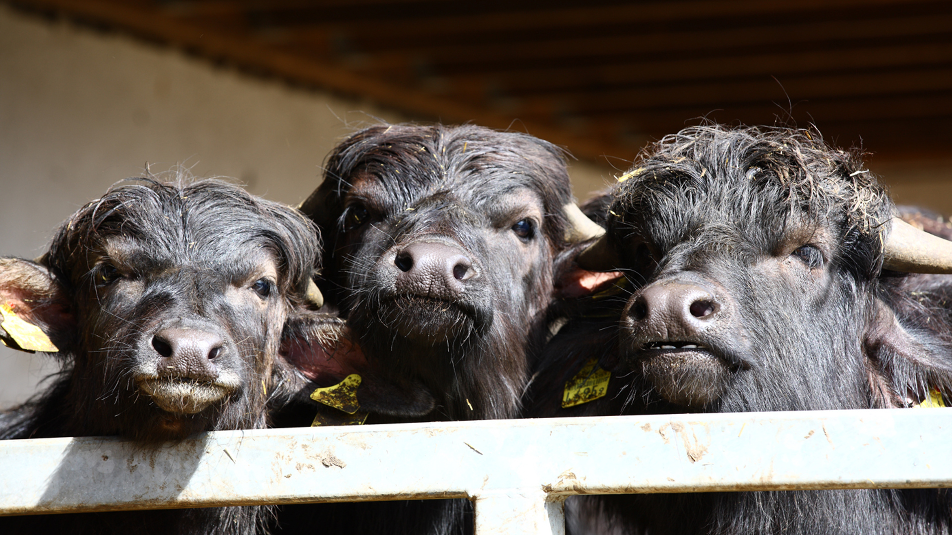 mstu0086.jpg mstu0086.jpg