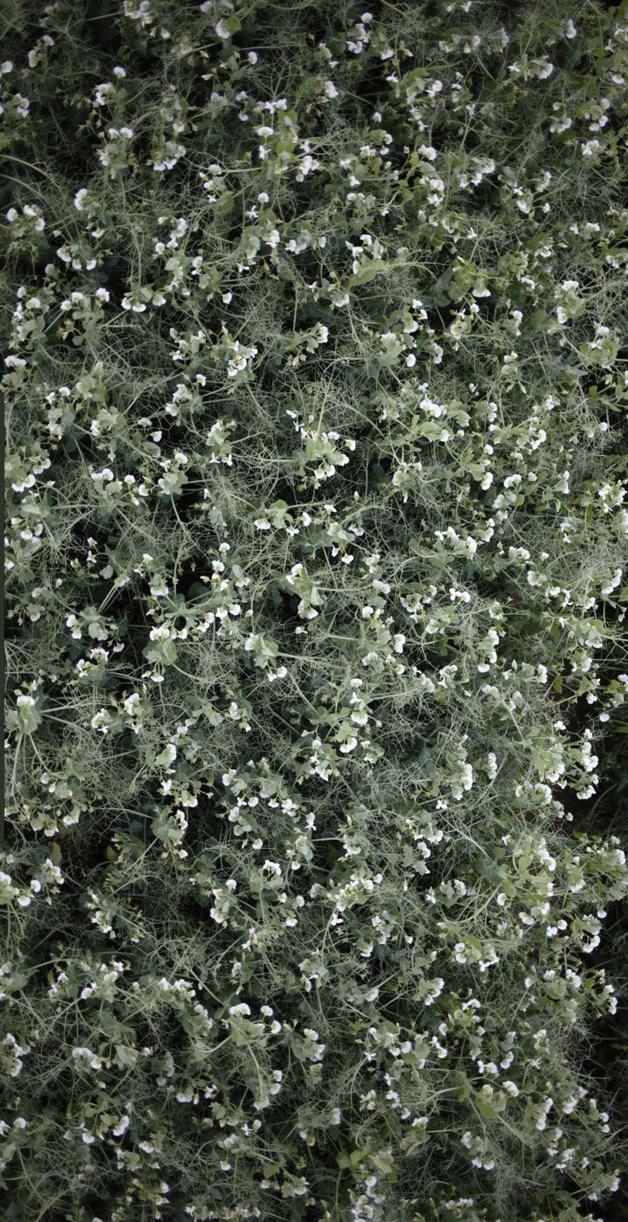 erbsen_blu-ten.jpg (1)