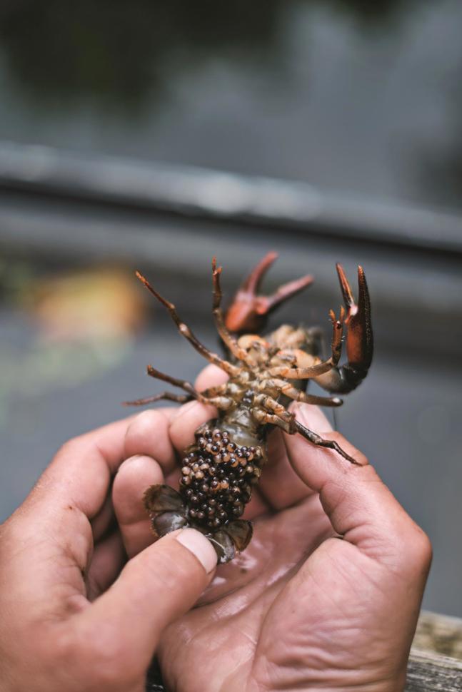 Weibchen tragen ihre Eier sechs Monate am Körper. Weibchen tragen ihre Eier sechs Monate am Körper.
