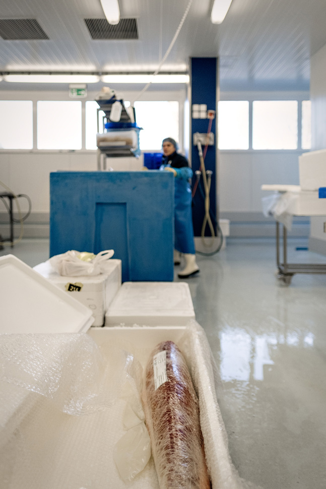 20171026-thunfisch_10.jpg 20171026-thunfisch_10.jpg