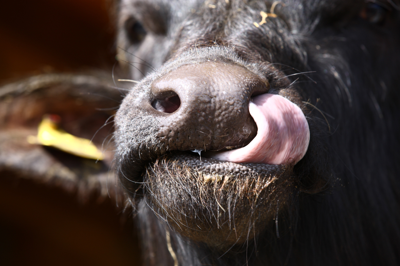 mstu0077.jpg mstu0077.jpg