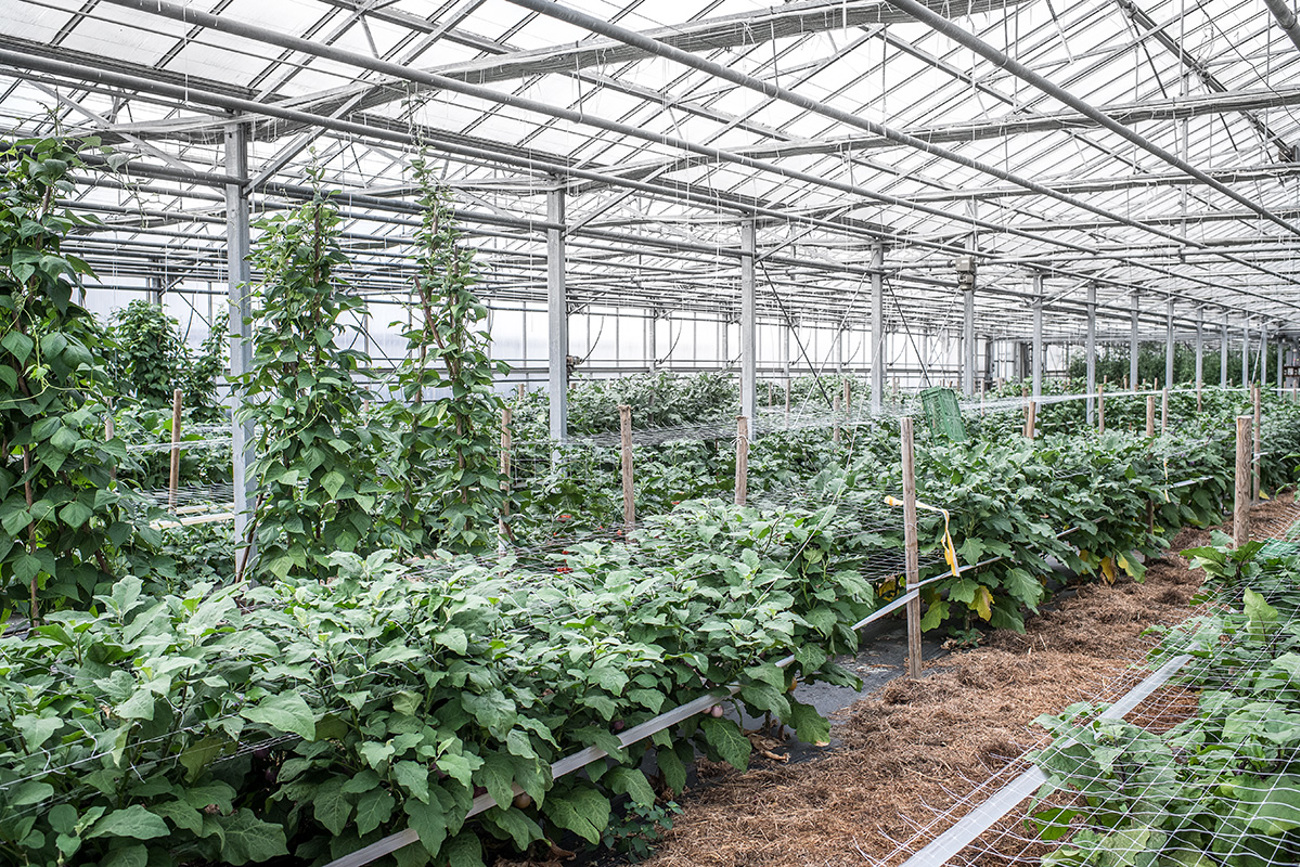 aubergine-1024.jpg aubergine-1024.jpg
