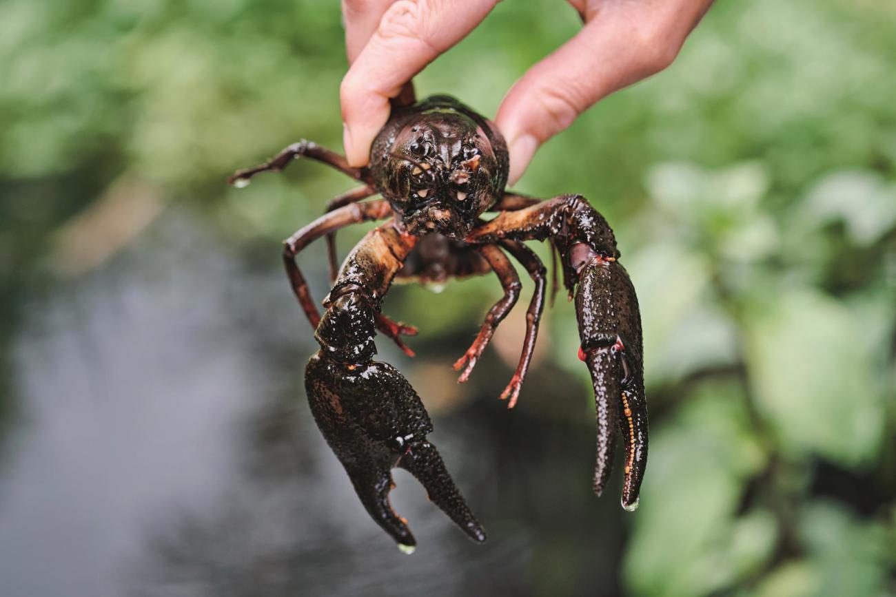 Mindestens vier Jahre dauert es, bis ein Edelkrebs Speisegrösse erreicht. Mindestens vier Jahre dauert es, bis ein Edelkrebs Speisegrösse erreicht.