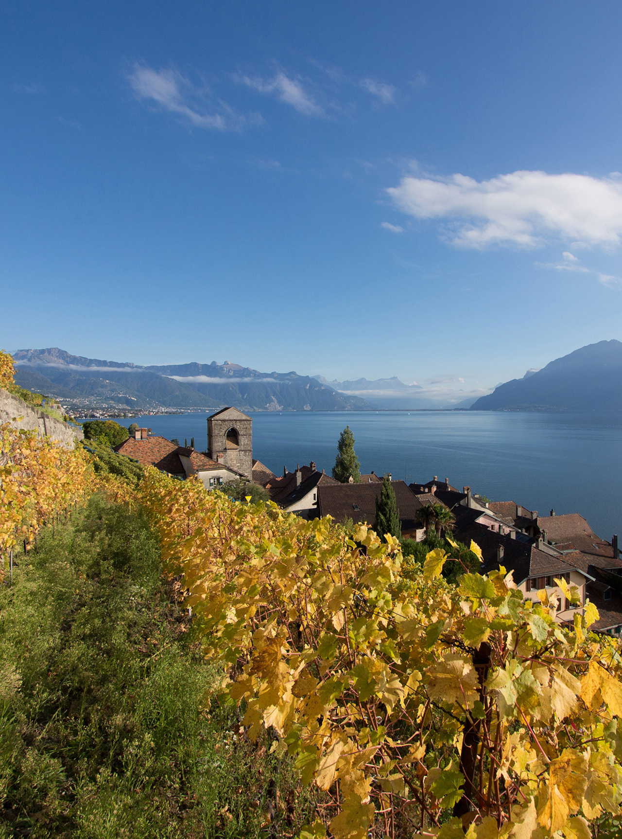 vaud_vigne_hochgeschnitten.jpg