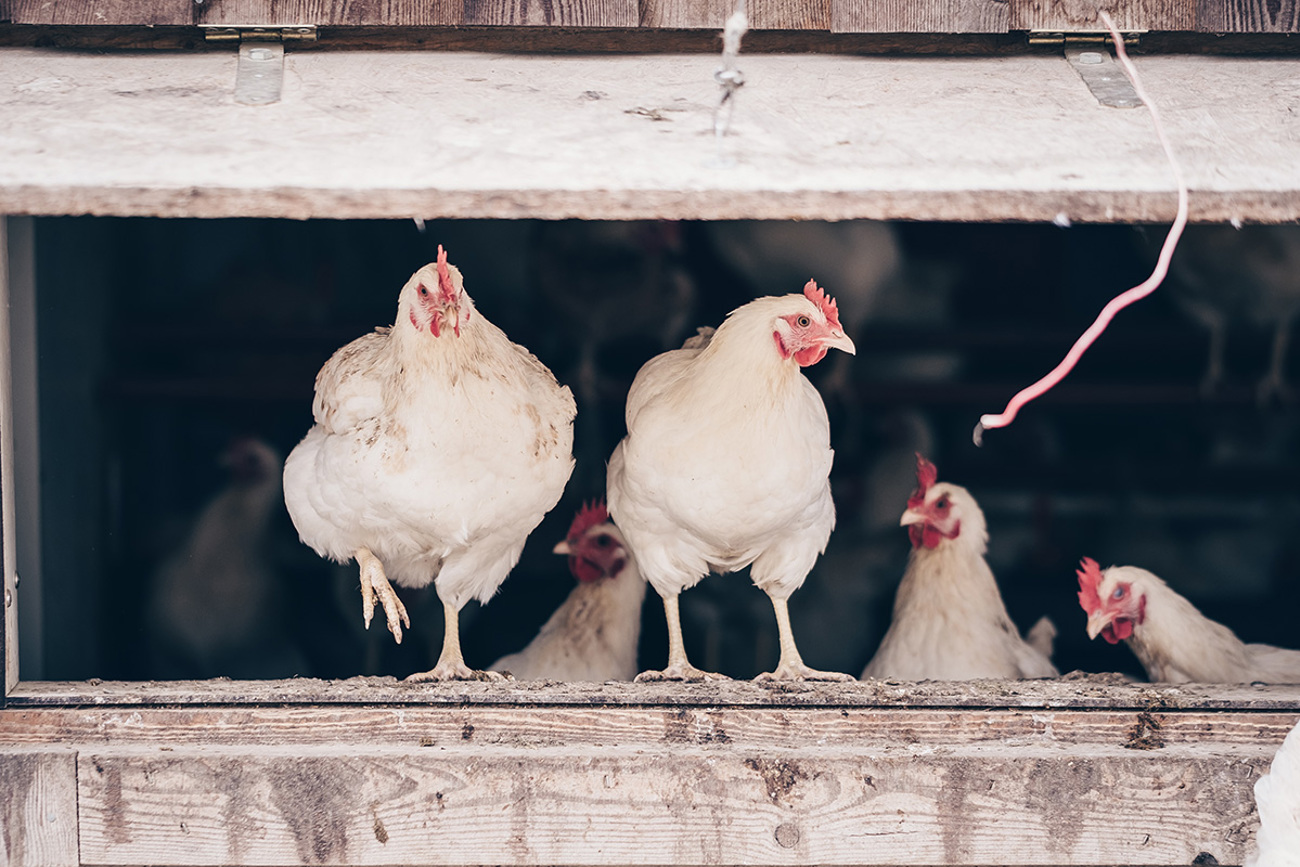 20180409-salz-und-pfeffer-hof-looren_04.jpg 20180409-salz-und-pfeffer-hof-looren_04.jpg