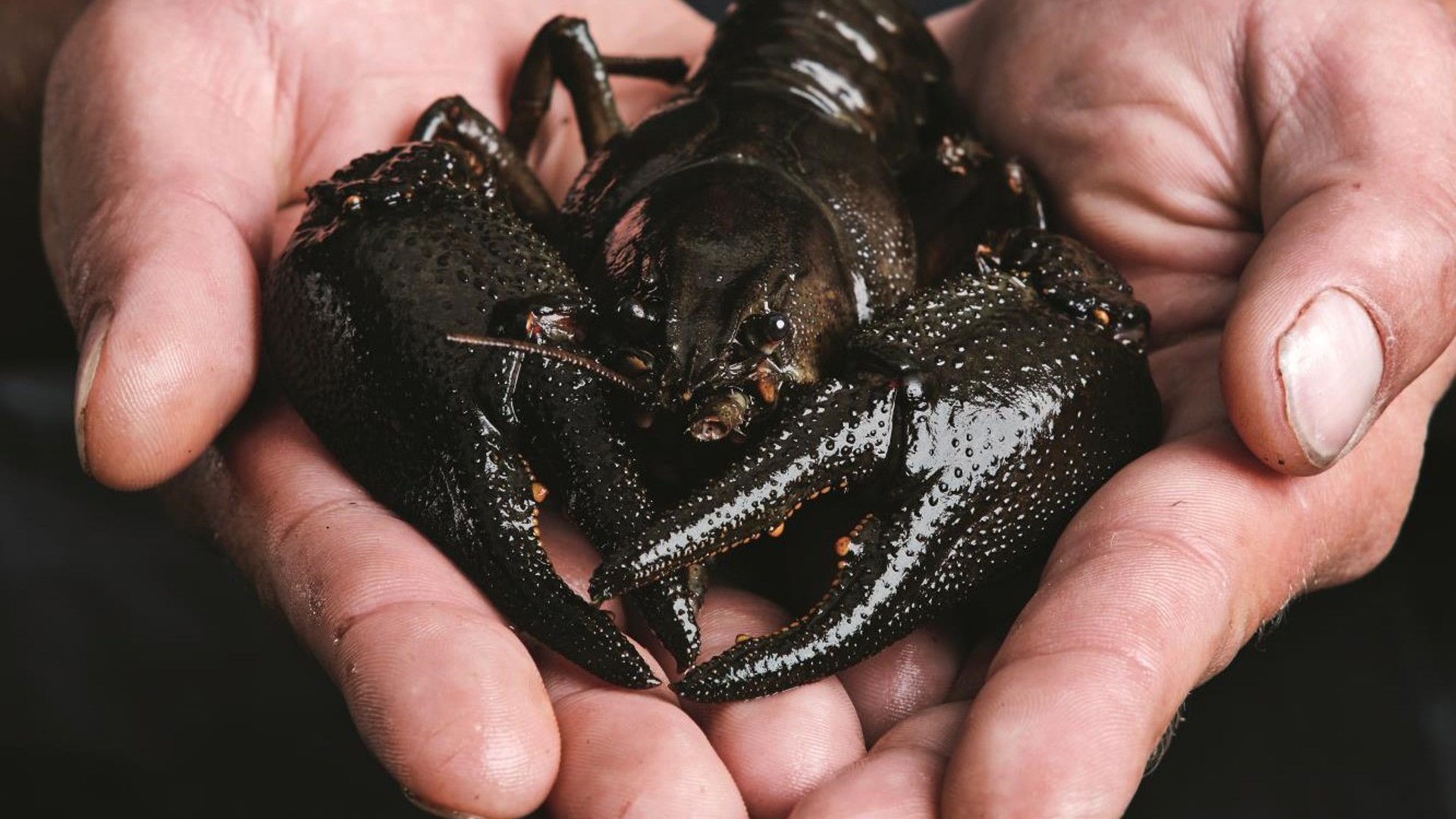 titelquer.jpg titelquer.jpg