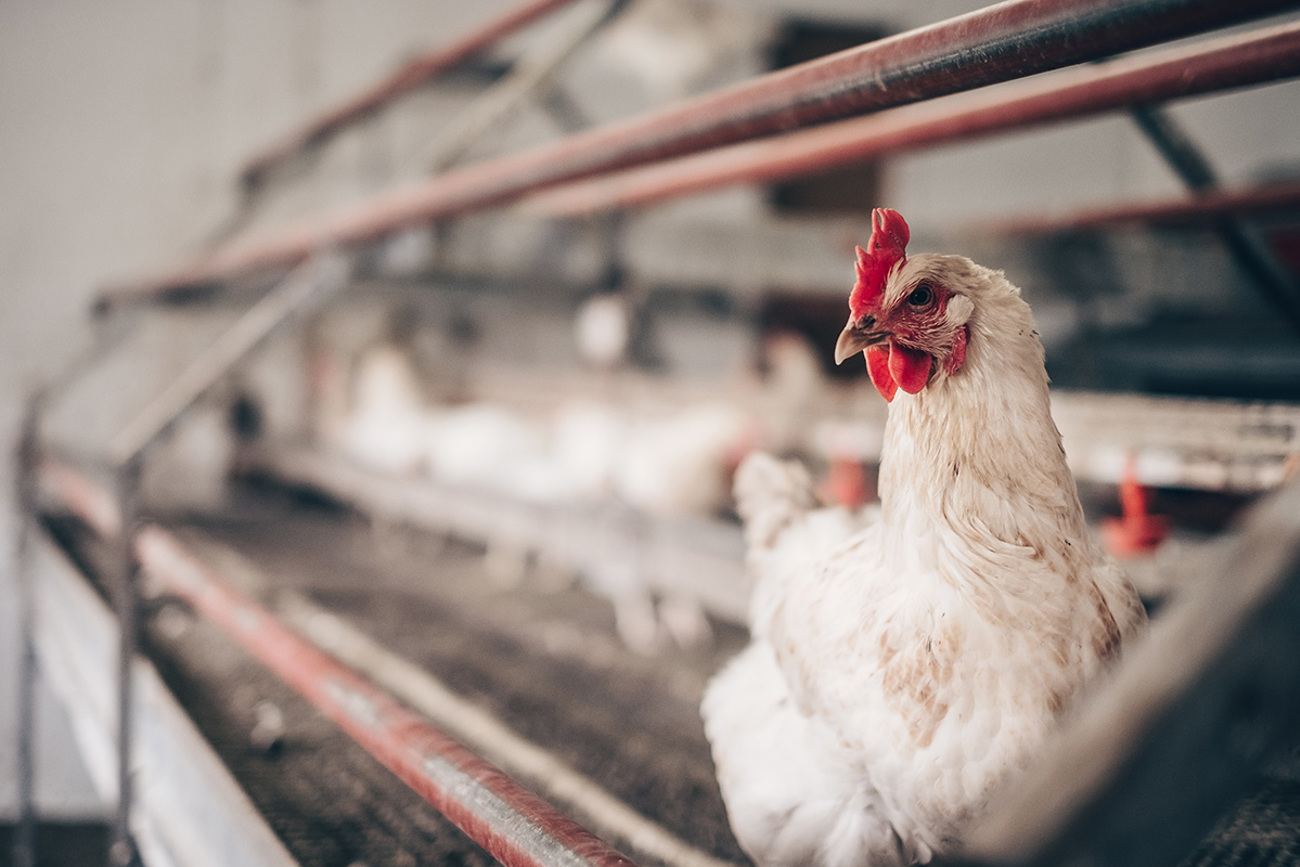 20180409-salz-und-pfeffer-hof-looren_10.jpg 20180409-salz-und-pfeffer-hof-looren_10.jpg