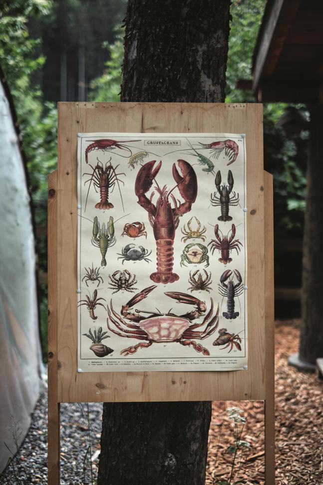 20200703salzundpfefferflusskrebs_02-1.jpg 20200703salzundpfefferflusskrebs_02-1.jpg